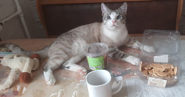 Котовторник. Было - стало