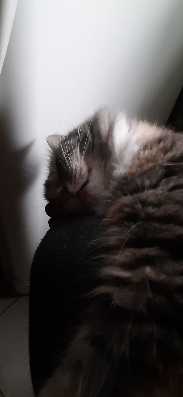 Котовторник