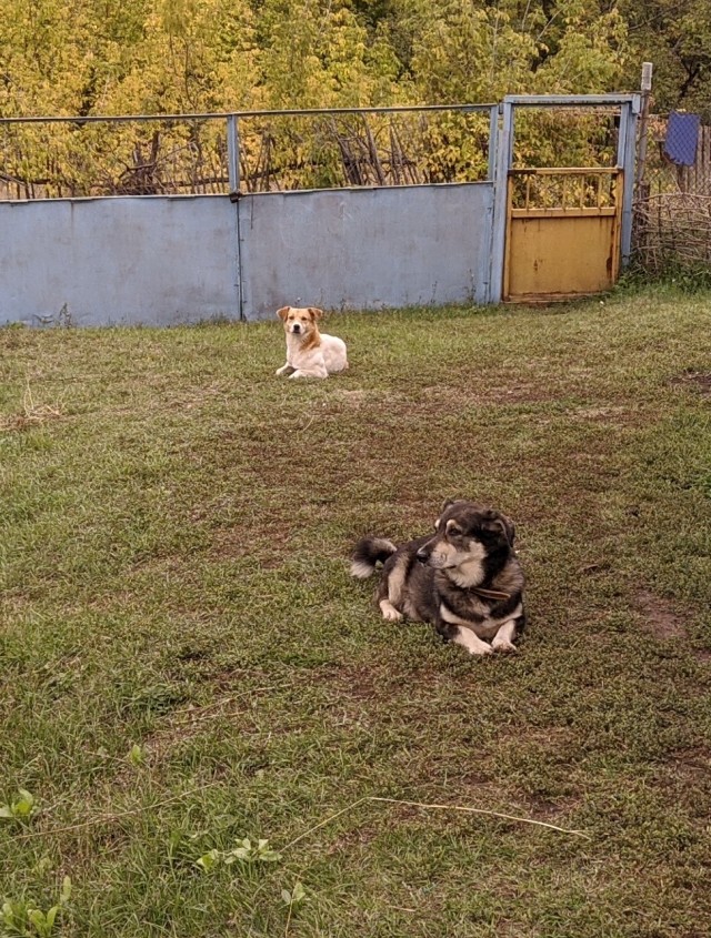 Знакомьтесь, это мурзик.