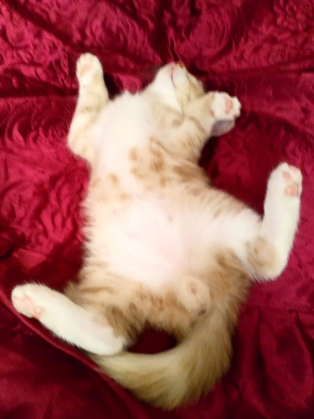 Котовторник Рыжих