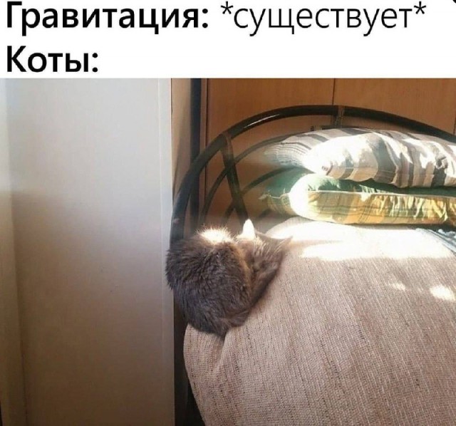 Жизнь домашнего приюта "Котоленд" 418