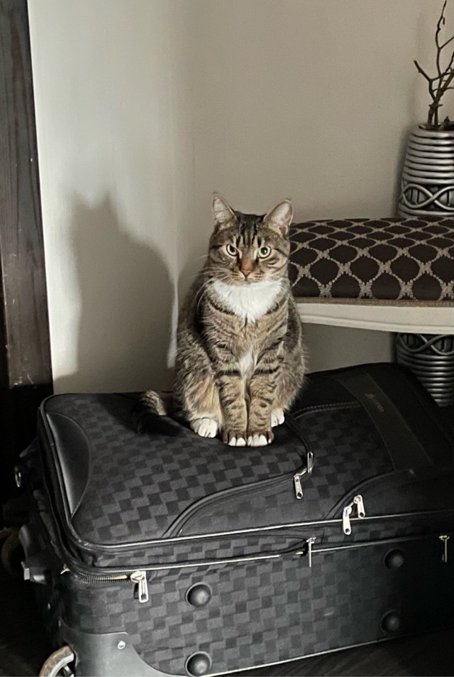Новогодний кот
