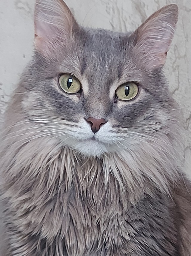 Котики черноморского побережья