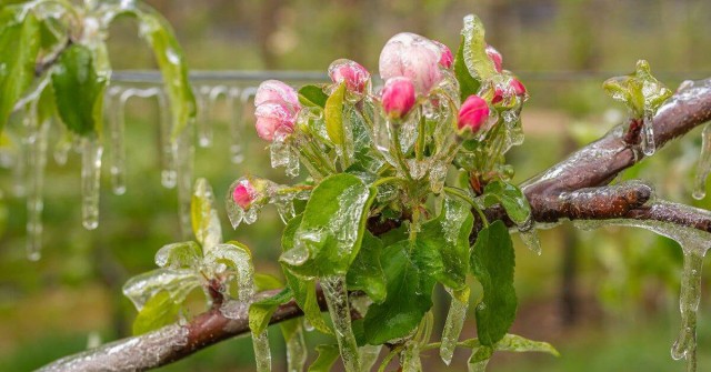 Майские заморозки повредили 50–70% яблонь в Центральной России