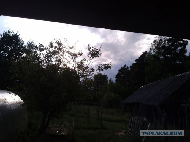 Жизнь домашнего приюта для котеек 499
