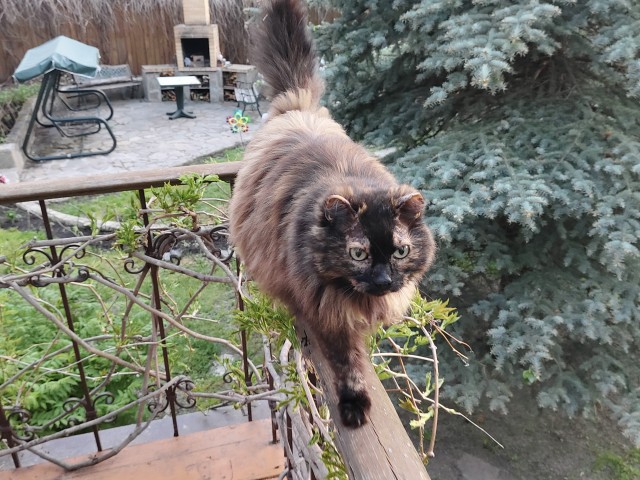 Во славу Котане