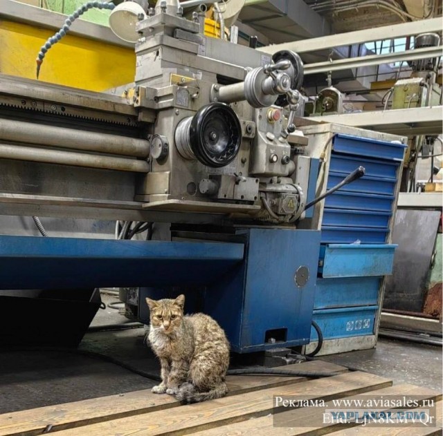 Коты, которые работают на заводах