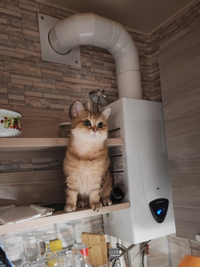 Котовторник