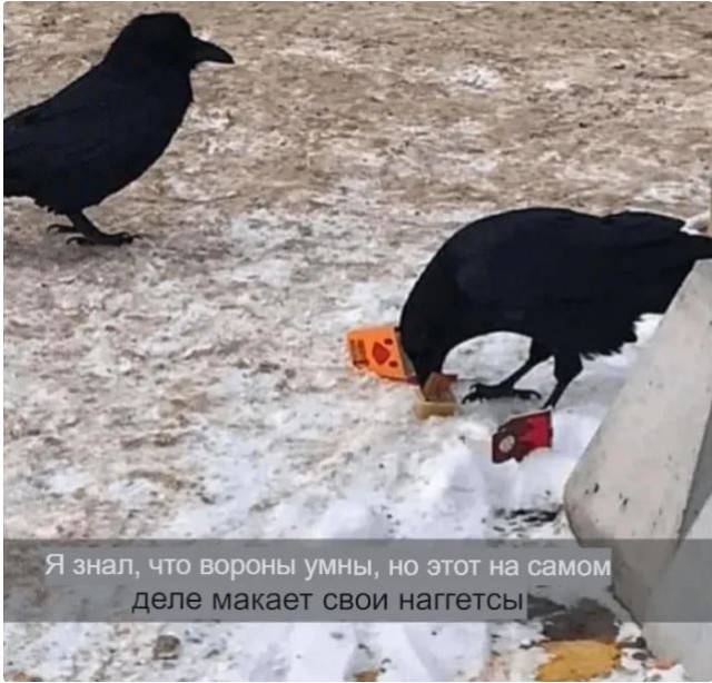 Вороны ловят рыбу