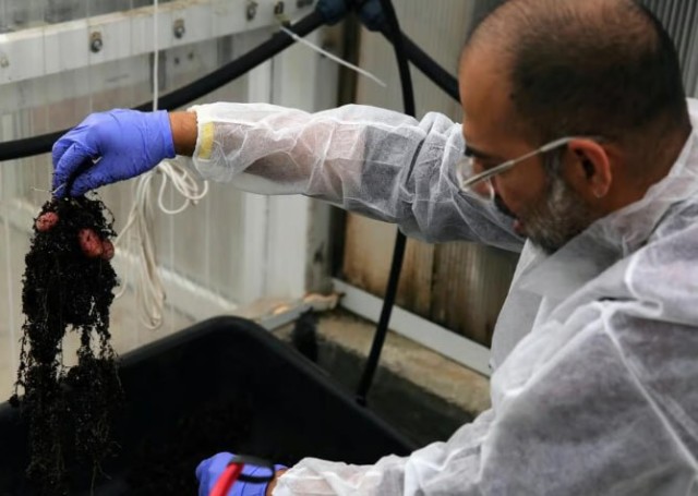 Израильский стартап выращивает первый в мире настоящий молочный белок из картофеля