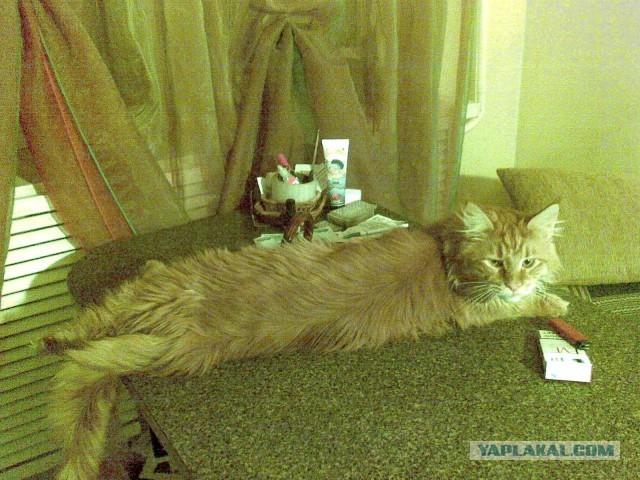 Немного о  Мейн Куне.