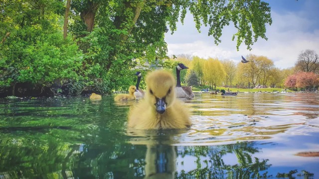 Суровый маленькай утк