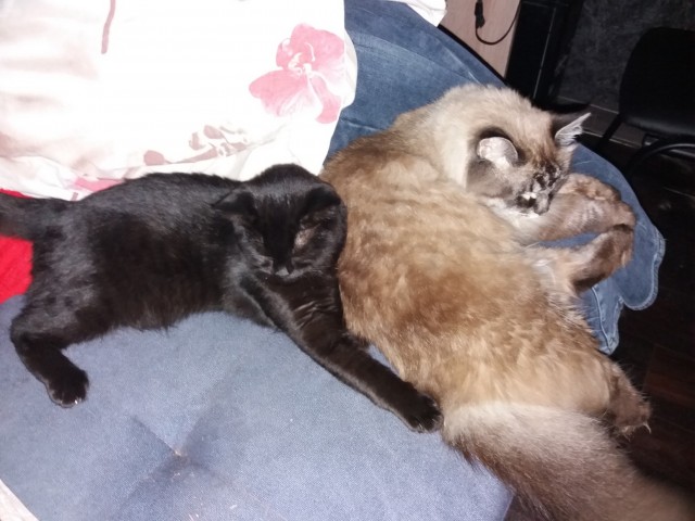 С котовторником!