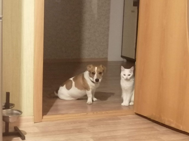 Собакочетверг же, но кошку из фото не выкинешь