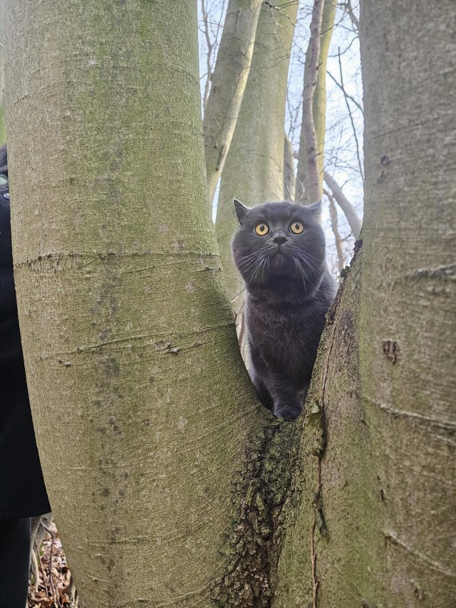 Приключения юного кота