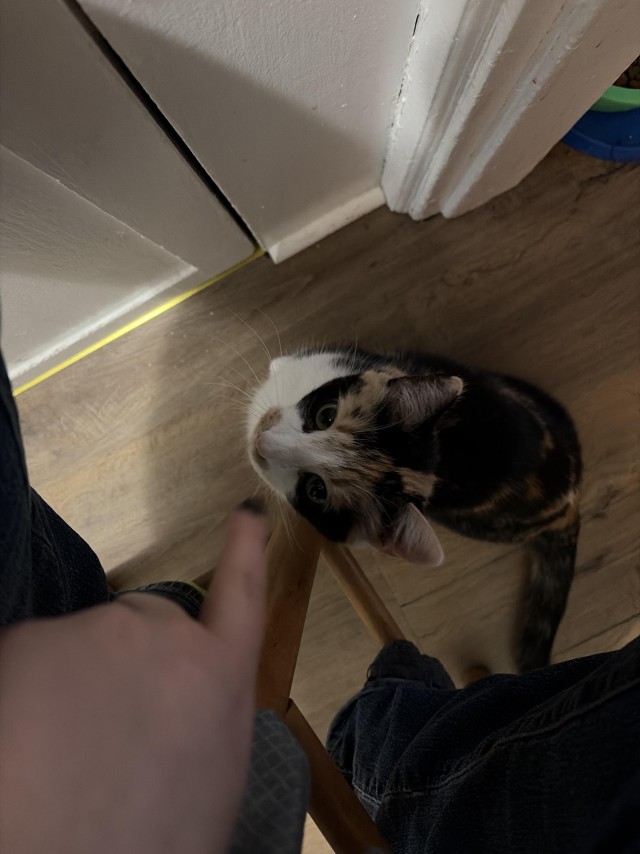 Пьяный пост для котовторника