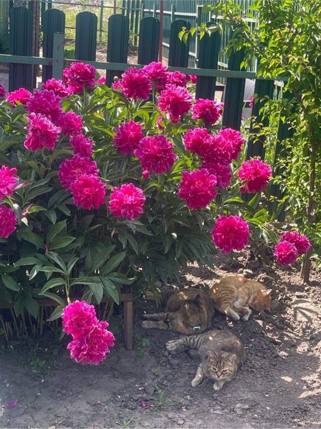 Котское.