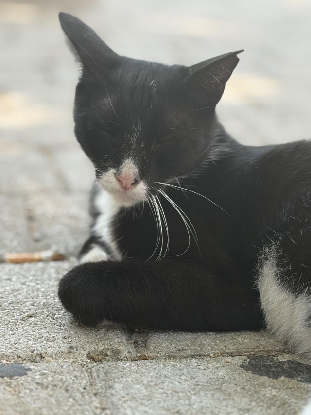 Уличные котики
