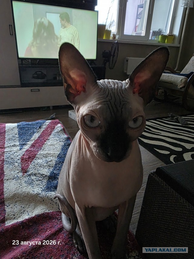 Котовторник