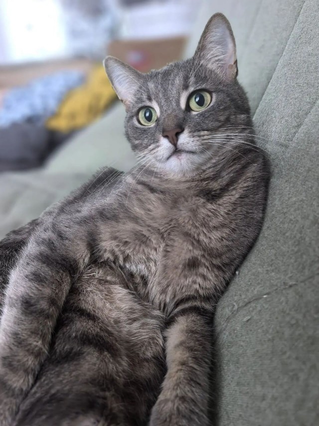 К-котовторник