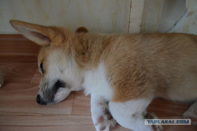 Завели щенка Корги