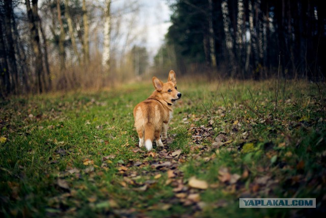 Все про коте, а я про собакена