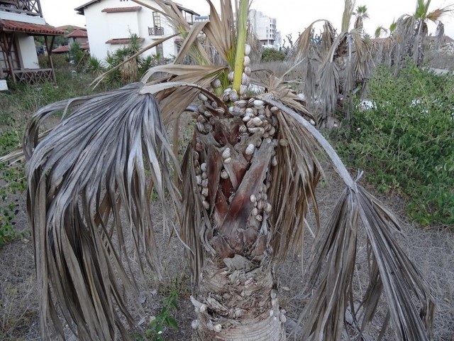 Сталкер по турецки
