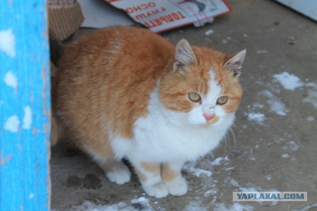 Котовторник 4.02.2014