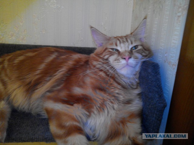 Котовторник 29.04.14.