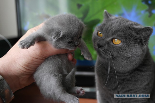 Котовторник 20.05.2014
