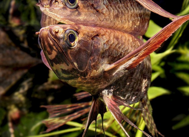 10 необычных аквариумных рыб, о которых вы должны