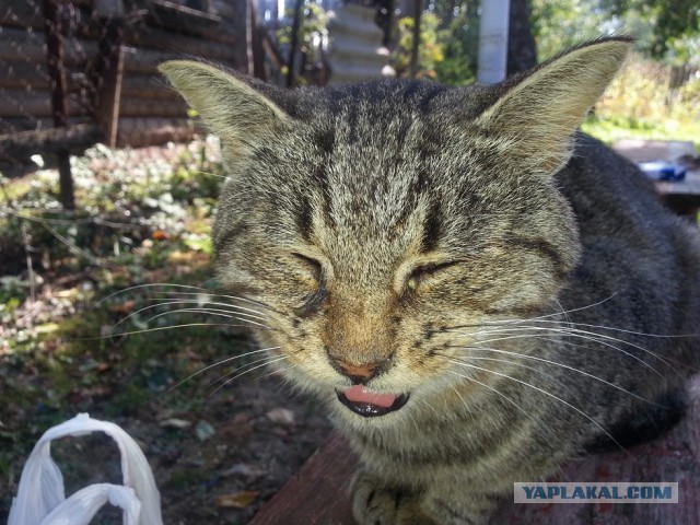 Называется съездил на дачу