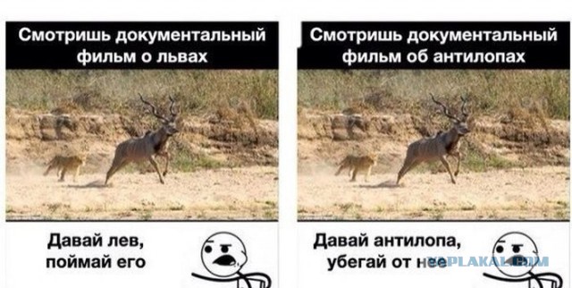 Слонёнок боец против 14 львиц