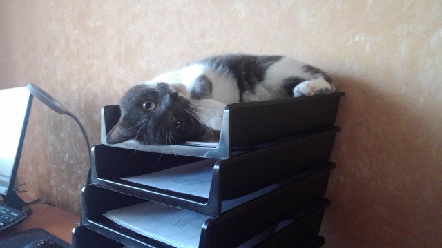 Котовторник