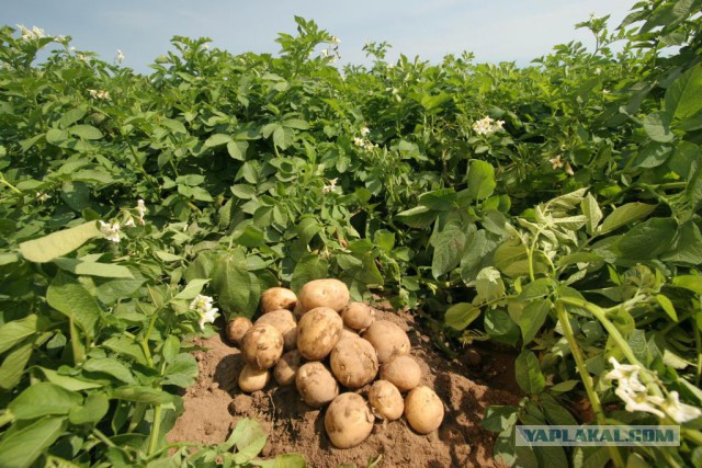 Как выглядят 19 популярных продукта