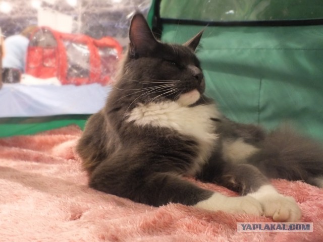 Котовторник! 13.03.2012