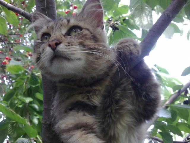 Котовторник
