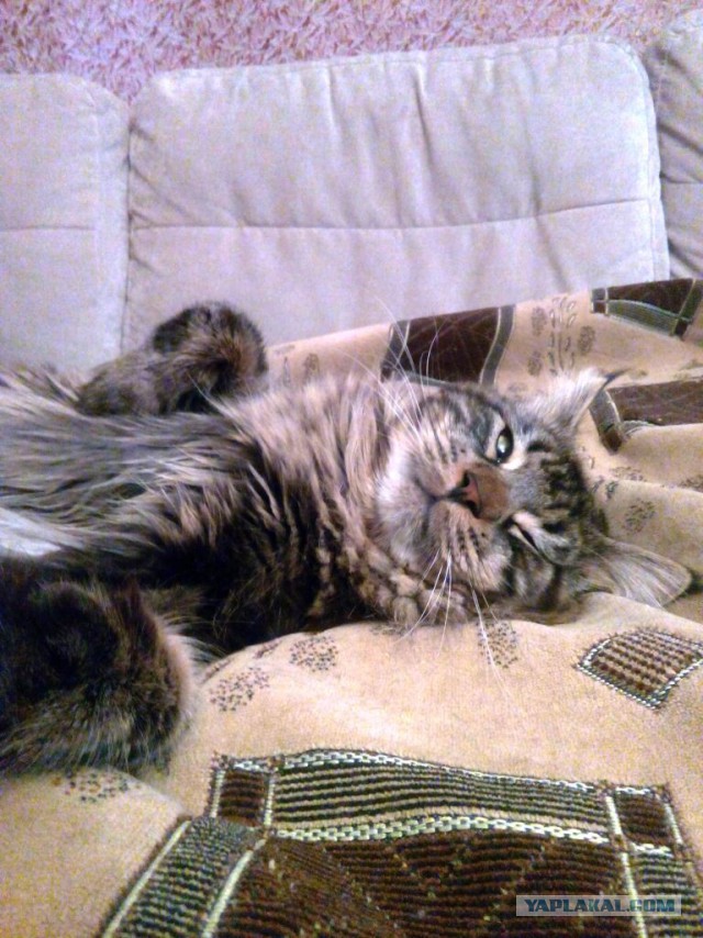 Котовторник 18.08.2015
