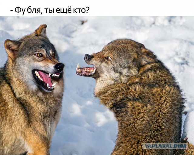 Дорогая, может обойдёмся без скандала ?