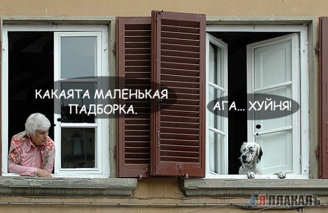 СОБАКИ и ЩЕНКИ. Все про собак!