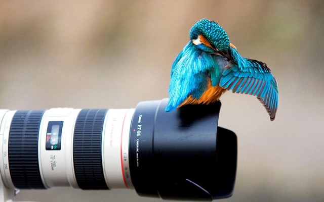 Животные и фотоаппарат