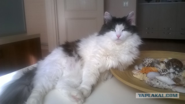 Выборка фотогеничных котэнов