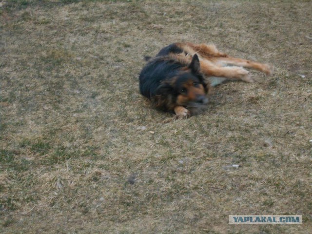 Жизнь домашнего приюта для котеек 107