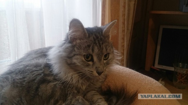 Котовторник 17.05.2016