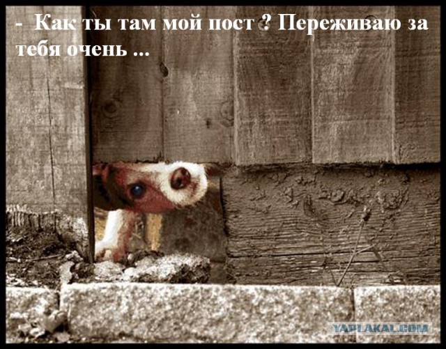 Вторничная лента анекдотов с картинками и модерированным матом