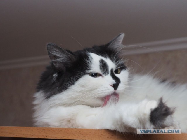 Котовторник 21.06.16