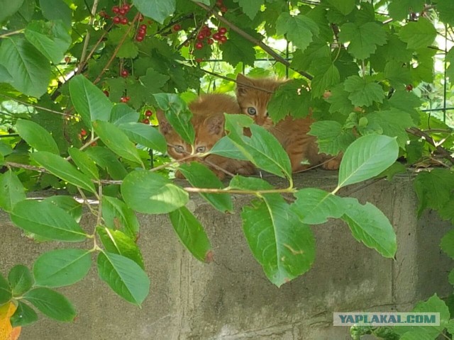 Котовторник 26.07 2016