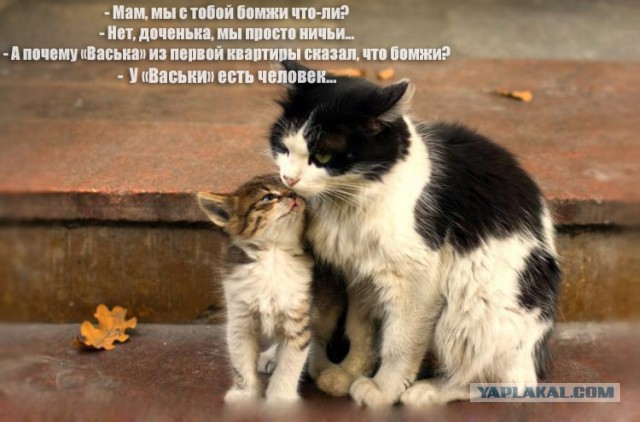 Увидел - Накорми. Помни, ты человек.