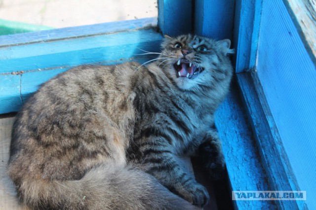 10 брутальных уличных котов
