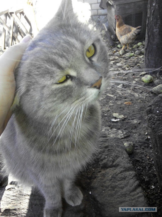 Котовторник 08.11.2016